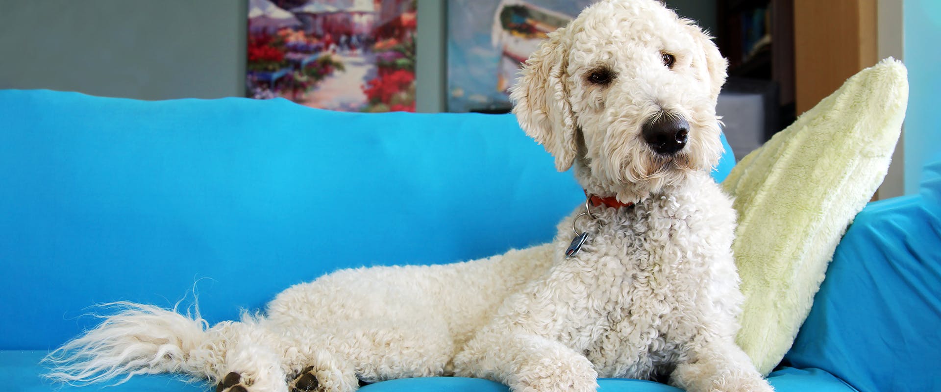 Goldendoodle Haircut Styles for Every Occasion